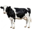 Live Cow